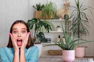 piante per purificare l'aria