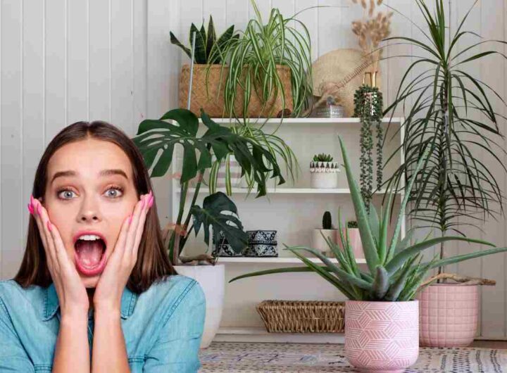 piante per purificare l'aria