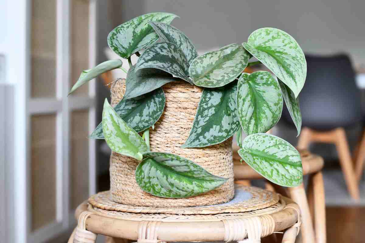 pothos consigli cura