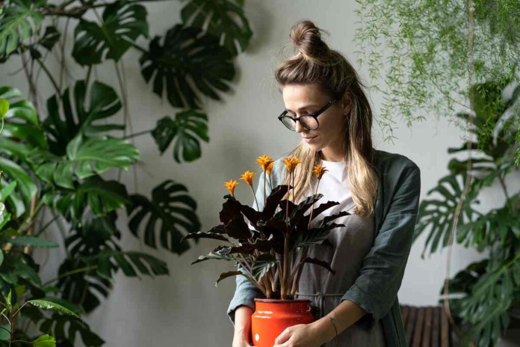 piante appartamento poca manutenzione