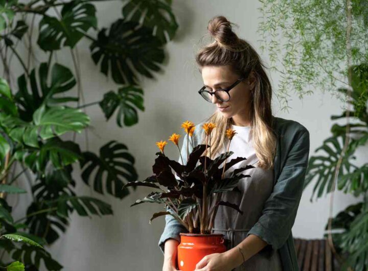 piante appartamento poca manutenzione