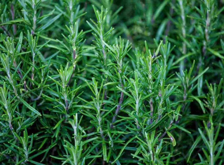 Rosmarino sempre rigoglioso