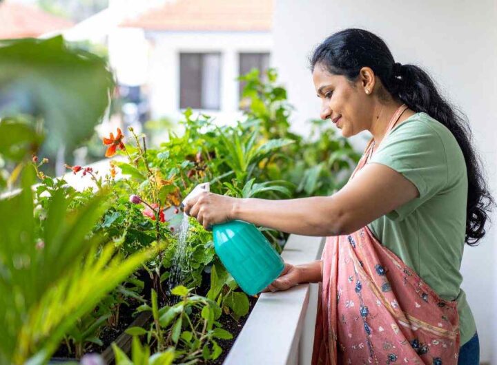 Pianta perfetta per balconi e giardini