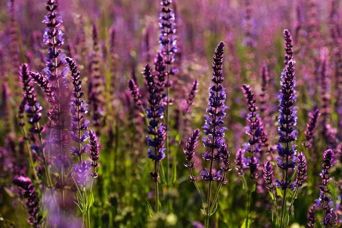 Pianta perfetta per balconi e giardini
